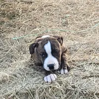 Roxy, a female Dogo Argentino and Cane Corso for sale in Woodville, TX – Photo 2 of 7