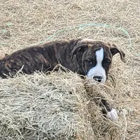 Roxy, a female Dogo Argentino and Cane Corso for sale in Woodville, TX – Photo 4 of 7