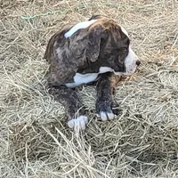 Roxy, a female Dogo Argentino and Cane Corso for sale in Woodville, TX – Photo 7 of 7