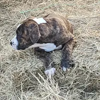Roxy, a female Dogo Argentino and Cane Corso for sale in Woodville, TX – Photo 3 of 7
