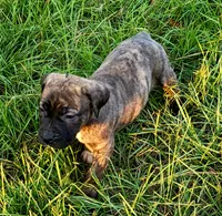  BOERBOEL/BANDOG Brown girl, a female Cane Corso and Boerboel for sale in Tomball, TX – 2 of 9
