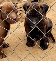 BANDOG/RedChocolate , a female American Pit Bull Terrier and Cane Corso for sale in Tomball, TX – 8 of 8