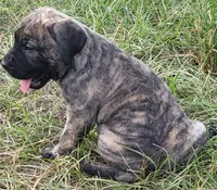 BOERBOEL/BANDOG ,KONG, a male Cane Corso and Boerboel for sale in Tomball, TX – 5 of 8