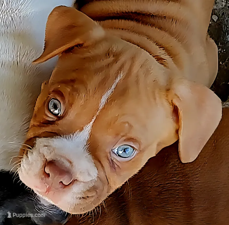 Red – Dogo Argentino, American Pit Bull Terrier puppy for sale in Tomball, TX