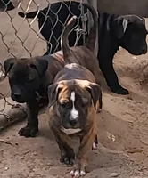 BRUTUS , a male Dogo Argentino and Boerboel for sale in Tomball, TX – 3 of 5