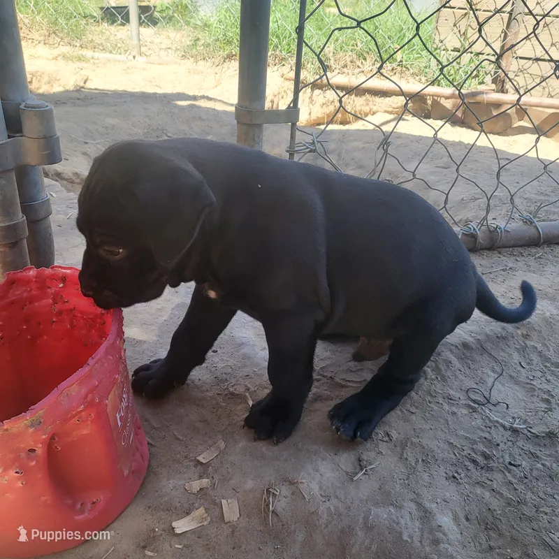 BANDOG/BULL – American Pit Bull Terrier, Cane Corso puppy for sale in Tomball, TX