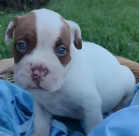 Jack, a male American Bully and Cane Corso for sale in Woodville, TX – 3 of 4