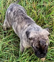  BOERBOEL/BANDOG, MAGGI , a female Cane Corso and Boerboel for sale in Tomball, TX – 5 of 8