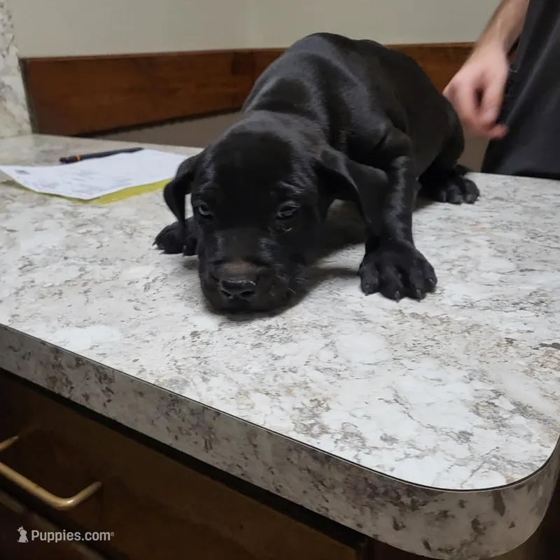 BANDOG/BAMBALAM – American Pit Bull Terrier, Cane Corso puppy for sale in Tomball, TX