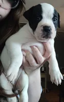 Bettyboop , a female American Bully and Cane Corso for sale in Tomball, TX – 6 of 8