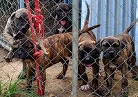  BOERBOEL/BANDOG,BONNIE, a female Cane Corso and Boerboel for sale in Tomball, TX – 3 of 7