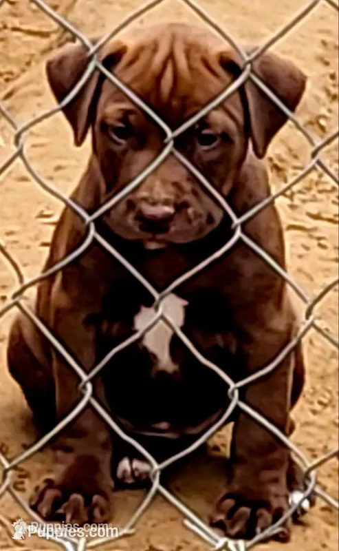 BANDOG/RedChocolate  – American Pit Bull Terrier, Cane Corso puppy for sale in Tomball, TX