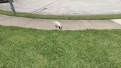 Bettyboop , a female American Bully and Cane Corso for sale in Tomball, TX – 7 of 8