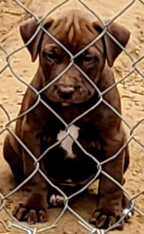CHOCOLATE/BANDOG , a female Dogo Argentino and Boerboel for sale in Tomball, TX – 1 of 5