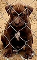 CHOCOLATE/BANDOG , a female Dogo Argentino and Boerboel for sale in Tomball, TX – 1 of 5