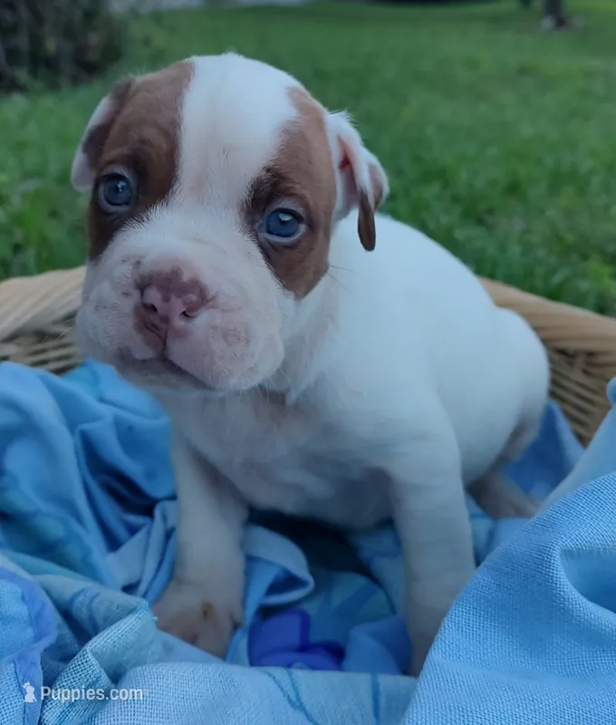 Jack, a male American Bully and Cane Corso for sale in Woodville, TX – 1 of 4
