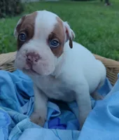Jack, a male American Bully and Cane Corso for sale in Woodville, TX – 1 of 4
