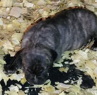   BOERBOEL/BANDOG Buster, a male Cane Corso and Boerboel for sale in Tomball, TX – 5 of 8