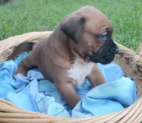 Bubba, a male American Bully and Cane Corso for sale in Tomball, TX – 1 of 1