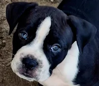 Hondo, a male Dogo Argentino and American Pit Bull Terrier for sale in Tomball, TX – 2 of 5