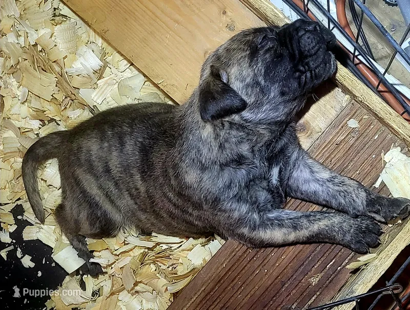  BOERBOEL/BANDOG Big girl – Cane Corso, Boerboel puppy for sale in Tomball, TX