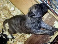  BOERBOEL/BANDOG Big girl, a female Cane Corso and Boerboel for sale in Tomball, TX – 1 of 7