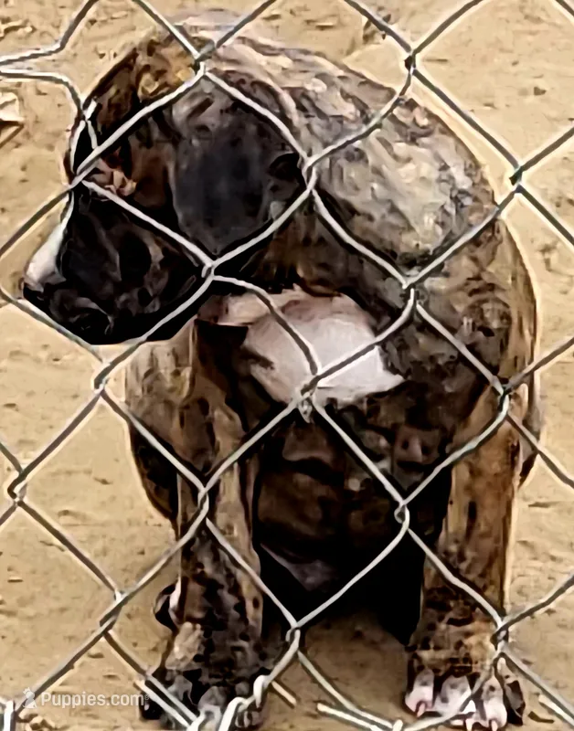 BRUTUS , a male Dogo Argentino and Boerboel for sale in Tomball, TX – 1 of 5