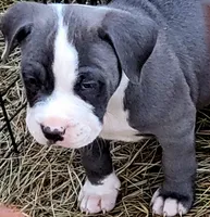 Big Blu, a male Dogo Argentino and Cane Corso for sale in Woodville, TX – Photo 1 of 6