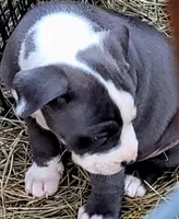 Big Blu, a male Dogo Argentino and Cane Corso for sale in Woodville, TX – Photo 2 of 6