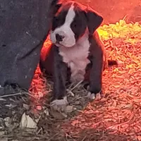 Big Blu, a male Dogo Argentino and Cane Corso for sale in Woodville, TX – Photo 6 of 6