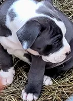 Big Blu, a male Dogo Argentino and Cane Corso for sale in Woodville, TX – Photo 4 of 6