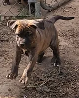 BRINDLEGIRL/BANDOG , a female Dogo Argentino and Boerboel for sale in Tomball, TX – 5 of 5