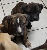 ROCKY/BANDOG , a male Dogo Argentino and Boerboel for sale in Tomball, TX – 5 of 10