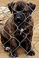 BANDOG/BRINDLE GIRL, a female American Pit Bull Terrier and Cane Corso for sale in Tomball, TX – 2 of 8