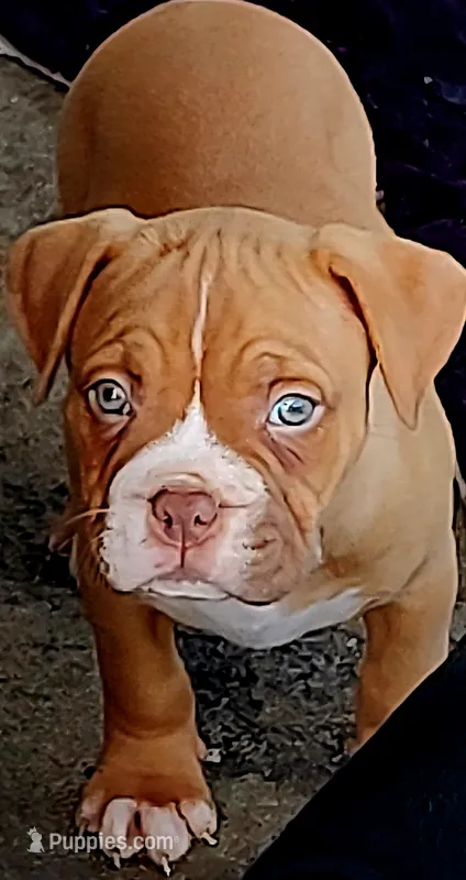 Red – American Bully, Cane Corso puppy for sale in Tomball, TX