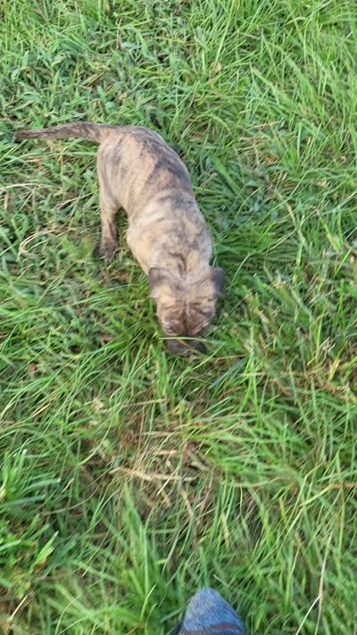 BOERBOEL/BANDOG ,ROLO, a male Cane Corso and Boerboel for sale in Tomball, TX – 9 of 9