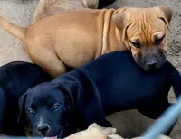 BAMBALAM/BANDOG , a female Dogo Argentino and Boerboel for sale in Tomball, TX – 5 of 5