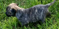   BOERBOEL/BANDOG Buster, a male Cane Corso and Boerboel for sale in Tomball, TX – 3 of 8
