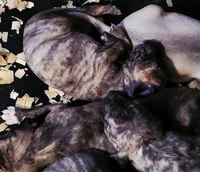 Boerboel/Bandog...Bane, a male Cane Corso and Boerboel for sale in Tomball, TX – 6 of 8