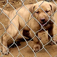 REDFAWN/BANDOG , a female Dogo Argentino and Boerboel for sale in Tomball, TX – 5 of 7