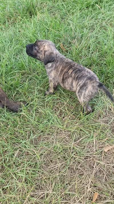 BOERBOEL/BANDOG ,KONG, a male Cane Corso and Boerboel for sale in Tomball, TX – 8 of 8