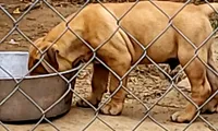 HONDO/BANDOG , a male Dogo Argentino and Boerboel for sale in Tomball, TX – 5 of 7