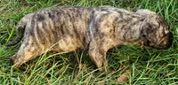  BOERBOEL/BANDOG, MAGGI , a female Cane Corso and Boerboel for sale in Tomball, TX – 3 of 8