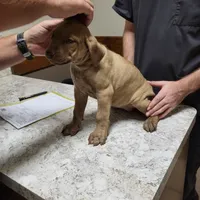 REDFAWN/BANDOG , a female Dogo Argentino and Boerboel for sale in Tomball, TX – 2 of 7