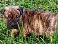 BOERBOEL/BANDOG ,ROLO, a male Cane Corso and Boerboel for sale in Tomball, TX – 3 of 9