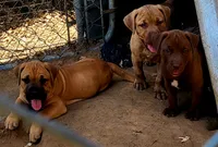BANDOG/Chocolate , a female American Pit Bull Terrier and Cane Corso for sale in Tomball, TX – 3 of 8