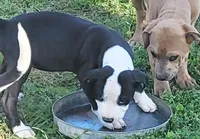 Billy jack , a male Dogo Argentino and Cane Corso for sale in Woodville, TX – Photo 4 of 4