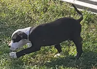 Billy jack , a male Dogo Argentino and Cane Corso for sale in Woodville, TX – 6 of 6