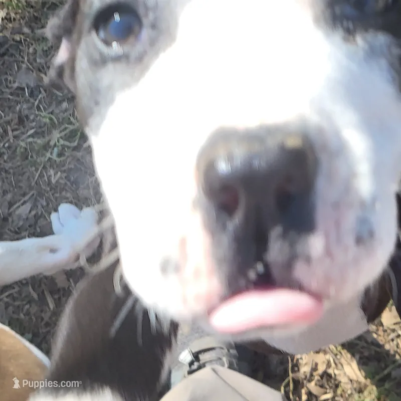 Billy jack  – Dogo Argentino, Cane Corso puppy for sale in Woodville, TX