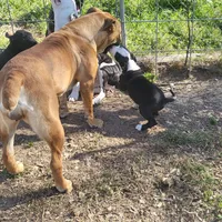 Billy jack , a male Dogo Argentino and Cane Corso for sale in Woodville, TX – 5 of 6